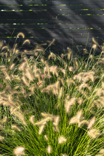 beach road garden design 7